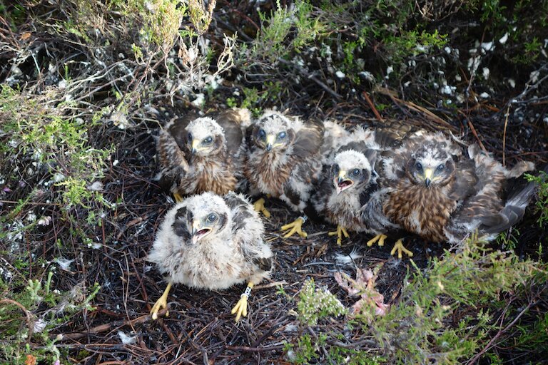 Flattened nest area in heather with 5 hen harrier chicks