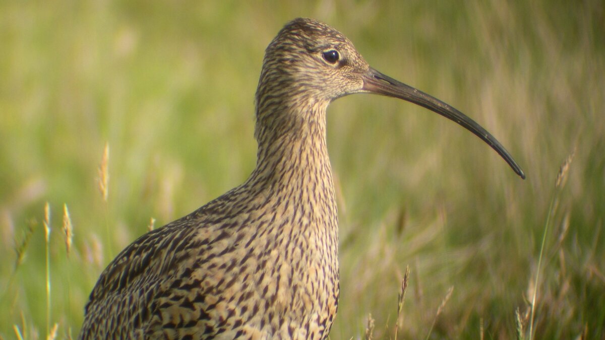 Close up of a curlew in a grassy field
