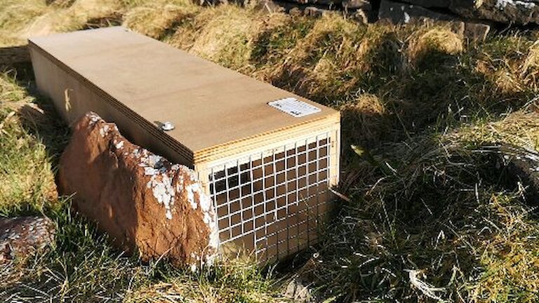Wooden (trap) box positioned in field between a small stone and a grassy bank