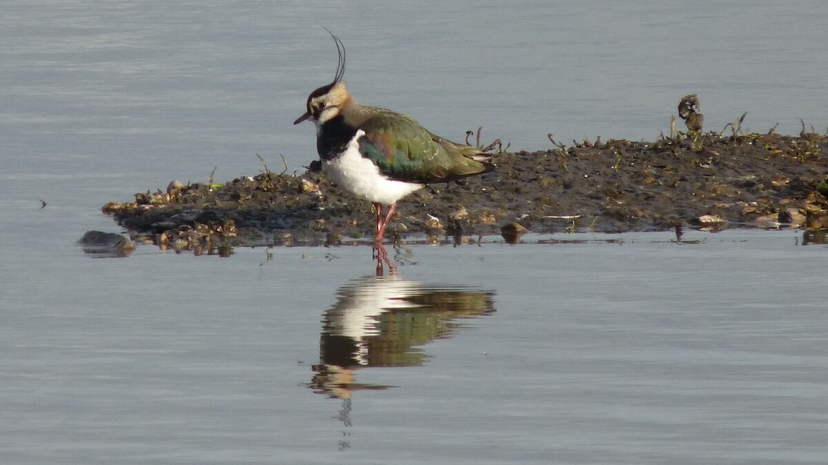 Lapwing