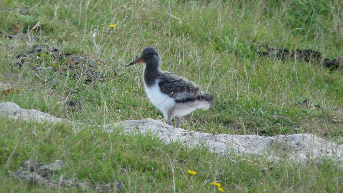 Oystercatcher Chick