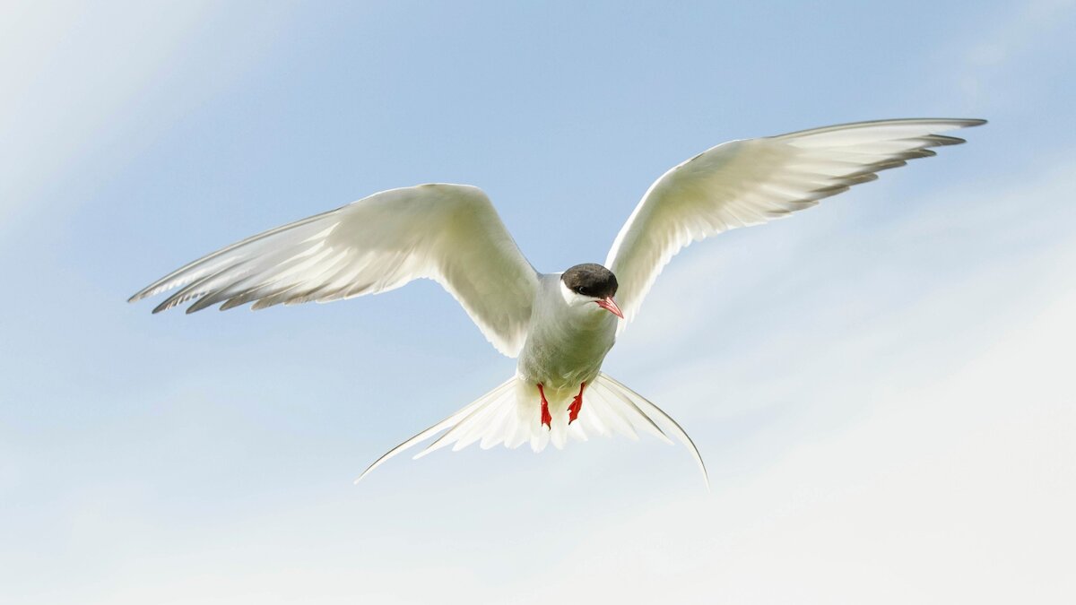 A tern flies above wings outstretched