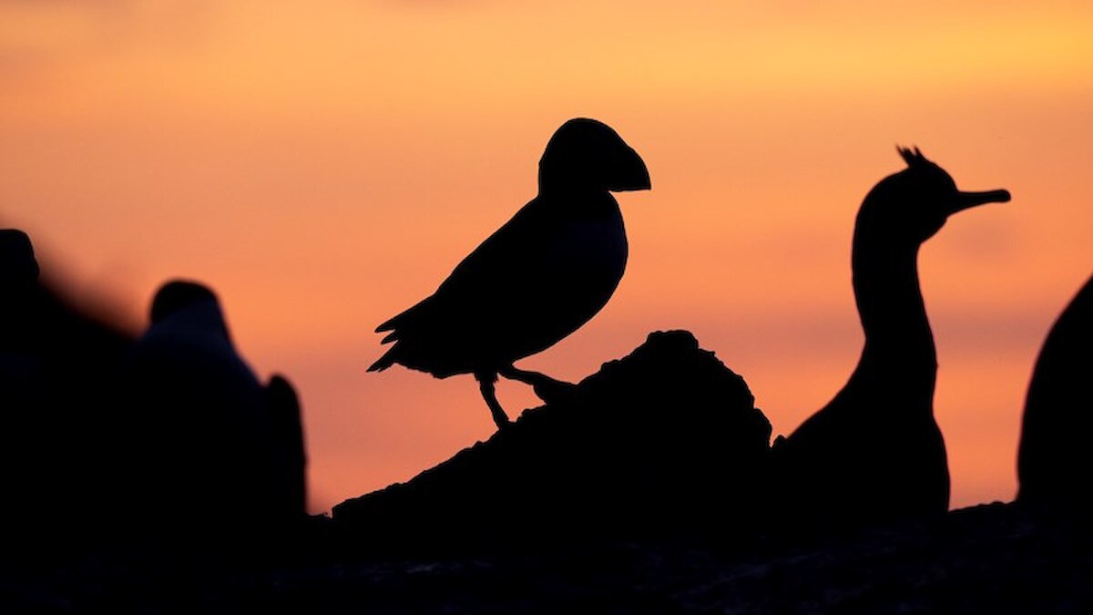 Silhouette of puffin and shag at sunset