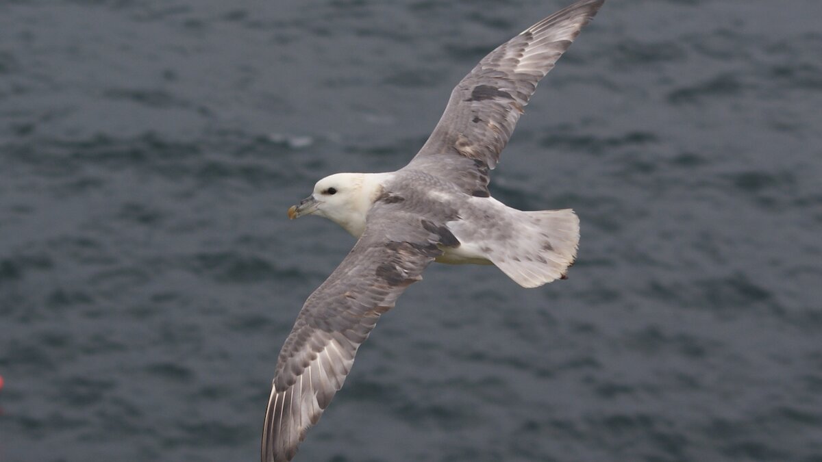 A fulmar flies by wings stiffly outstretched