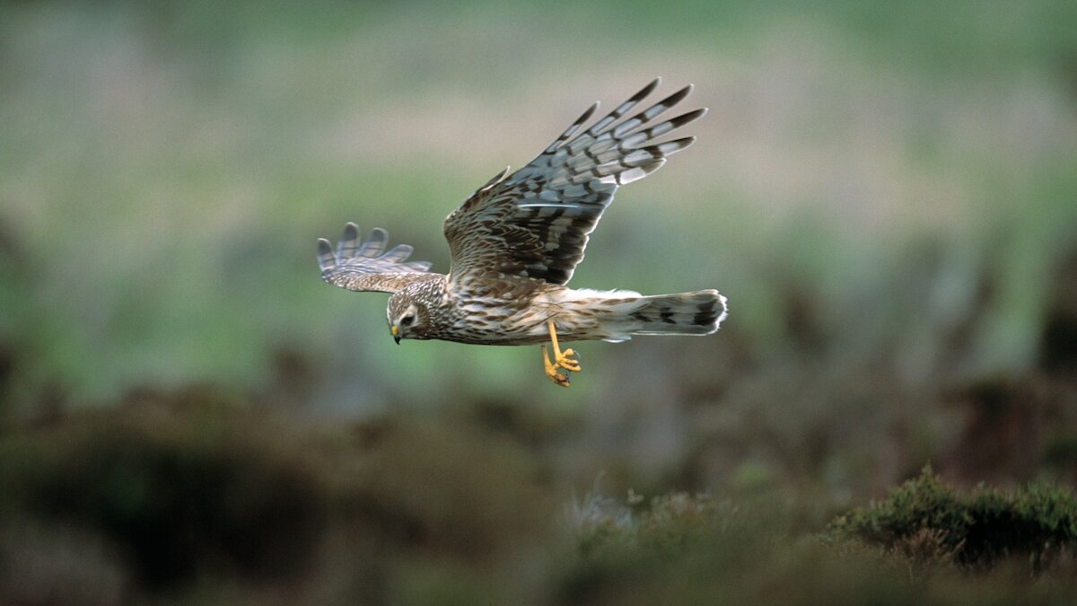A female hen harrier (brown and while bird of prey) flies over heather