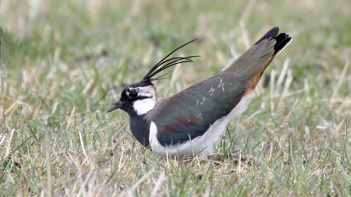 A lapwing sits on a nest bottom and crest raised