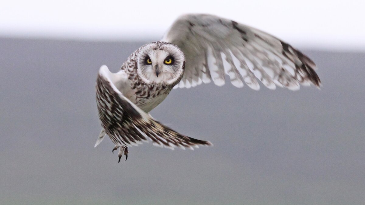 A short-eared owl in flight