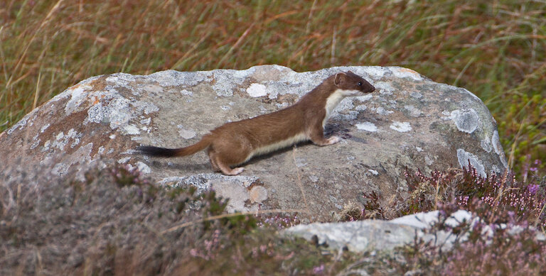 Stoat stood on a large flat boulder surrounded by heather and grass