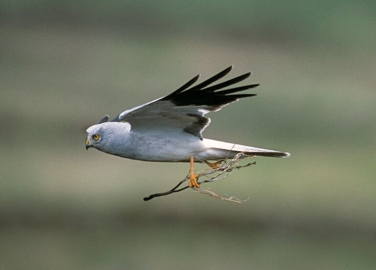 Male hen harrier flies right to left carrying small branch