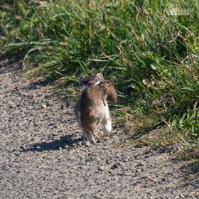 Stoat carrying a vole at The Loons by Martin Lever