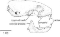 Stoat skull side view (credit www.ecologycenter.us)