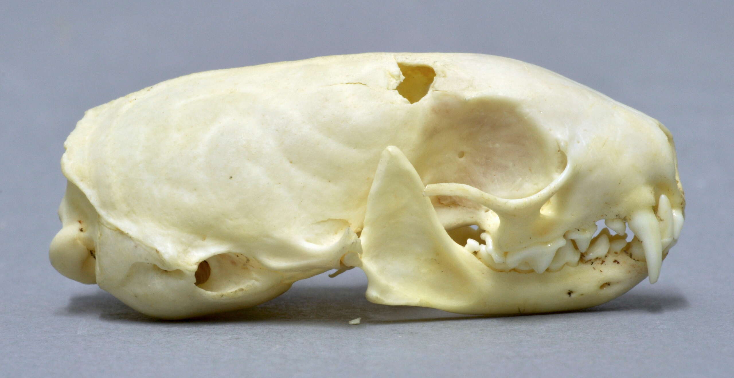 Stoat skull (credit Klaus Rassinger und Gerhard Cammerer, Museum Wiesbaden)