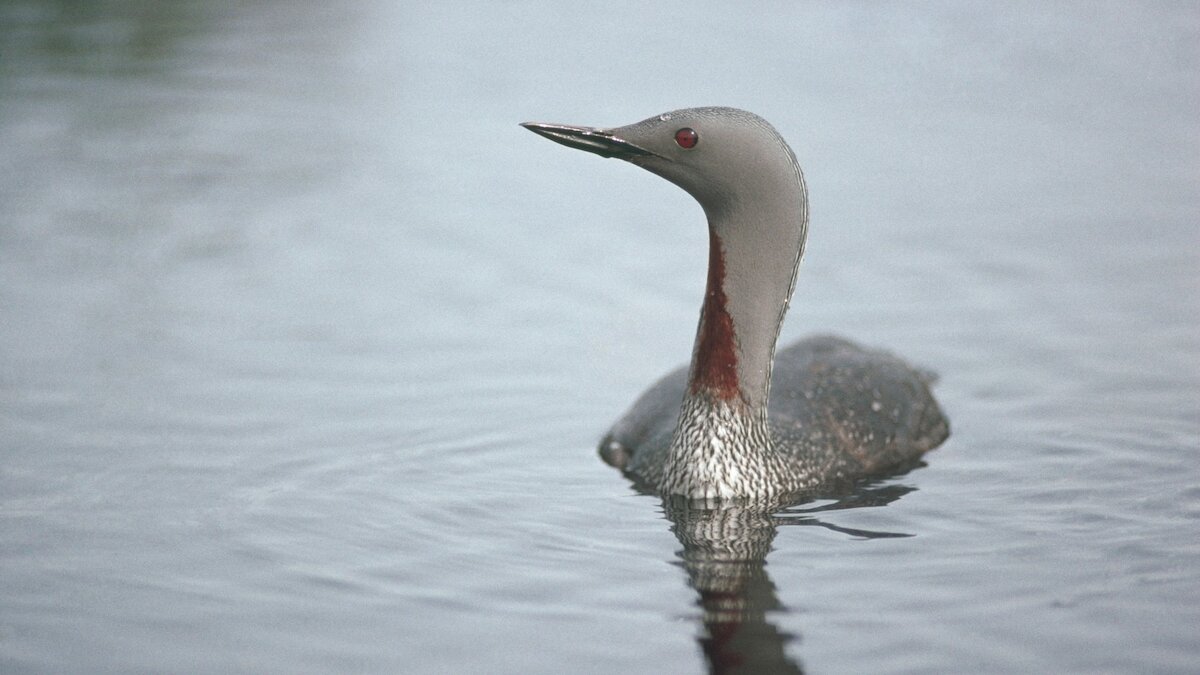 Red-throated diver (grey seaduck with thin bill and red throat) on a loch