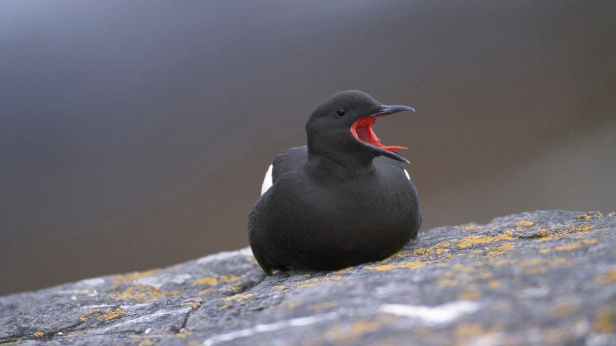 Black guillemot sits on rock with open mouth