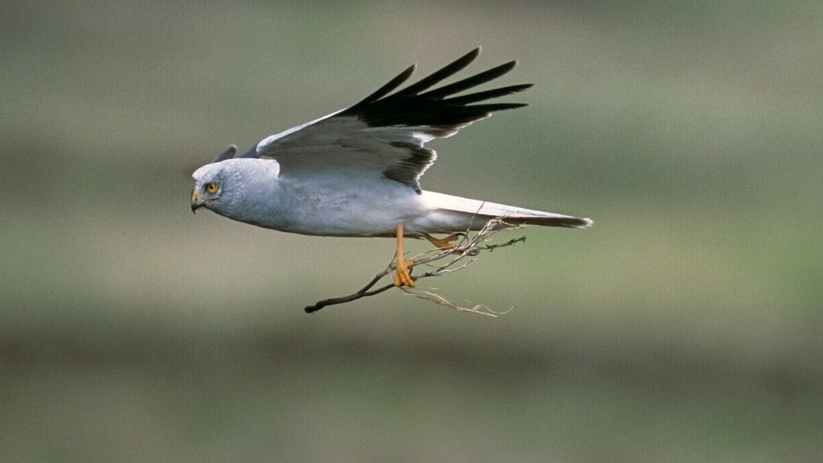 Male hen harrier (grey bird of prey with black wing tips) flies right to left carrying a small branch