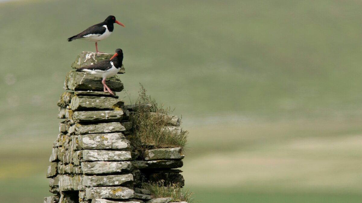 Two oystercatchers (black and white waders with orange feet and bills) stand on gable wall
