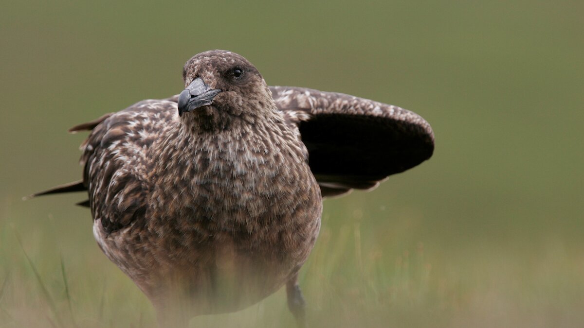 Close up great skua (large brown seabird) with one sing partially raised