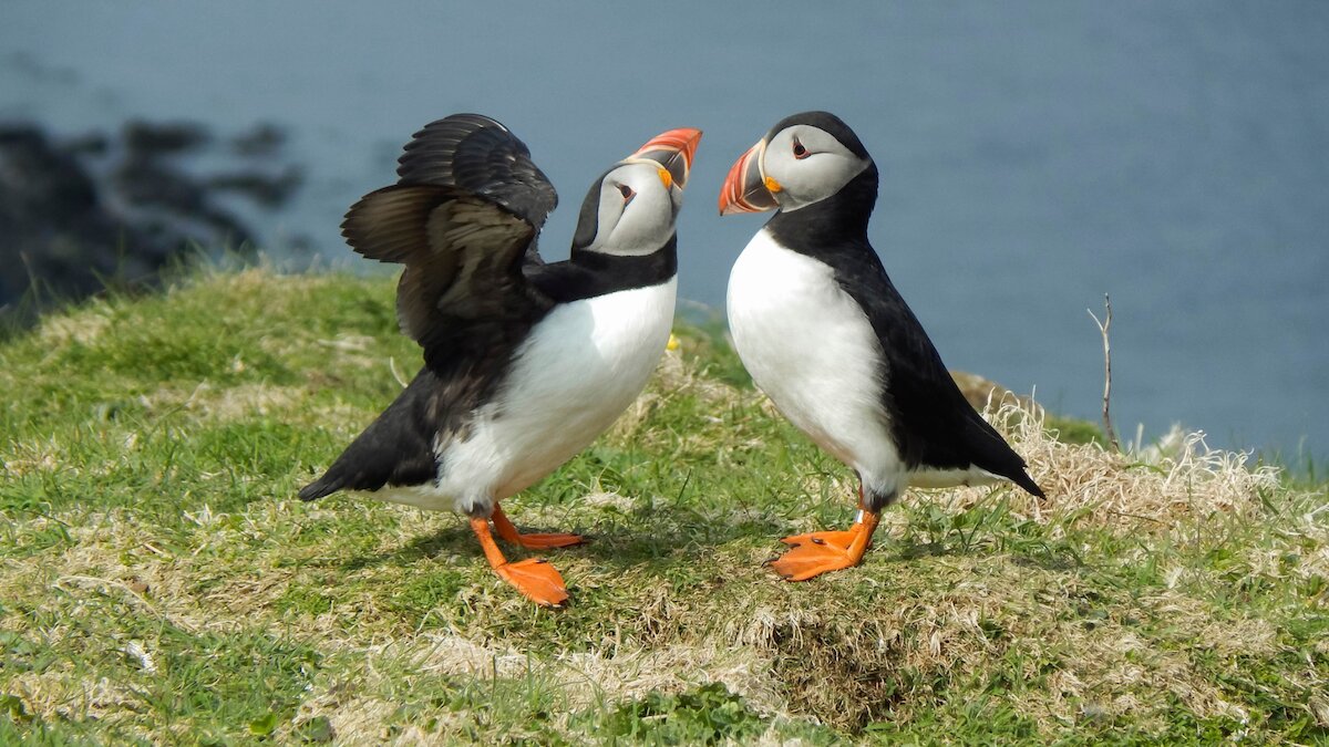 Two puffins stand face to face of cliff top