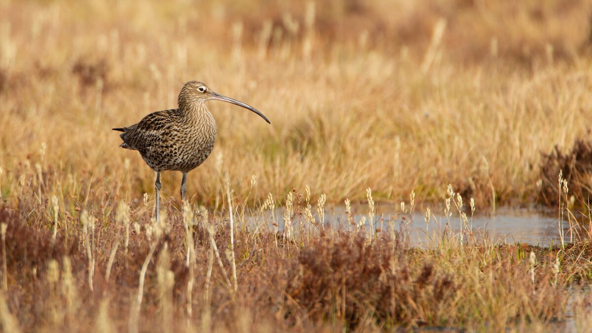 Close up of a curlew in a grassy field