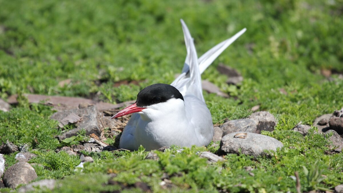 Arctic tern sits on nest surrounded by pebbles and low vegetation