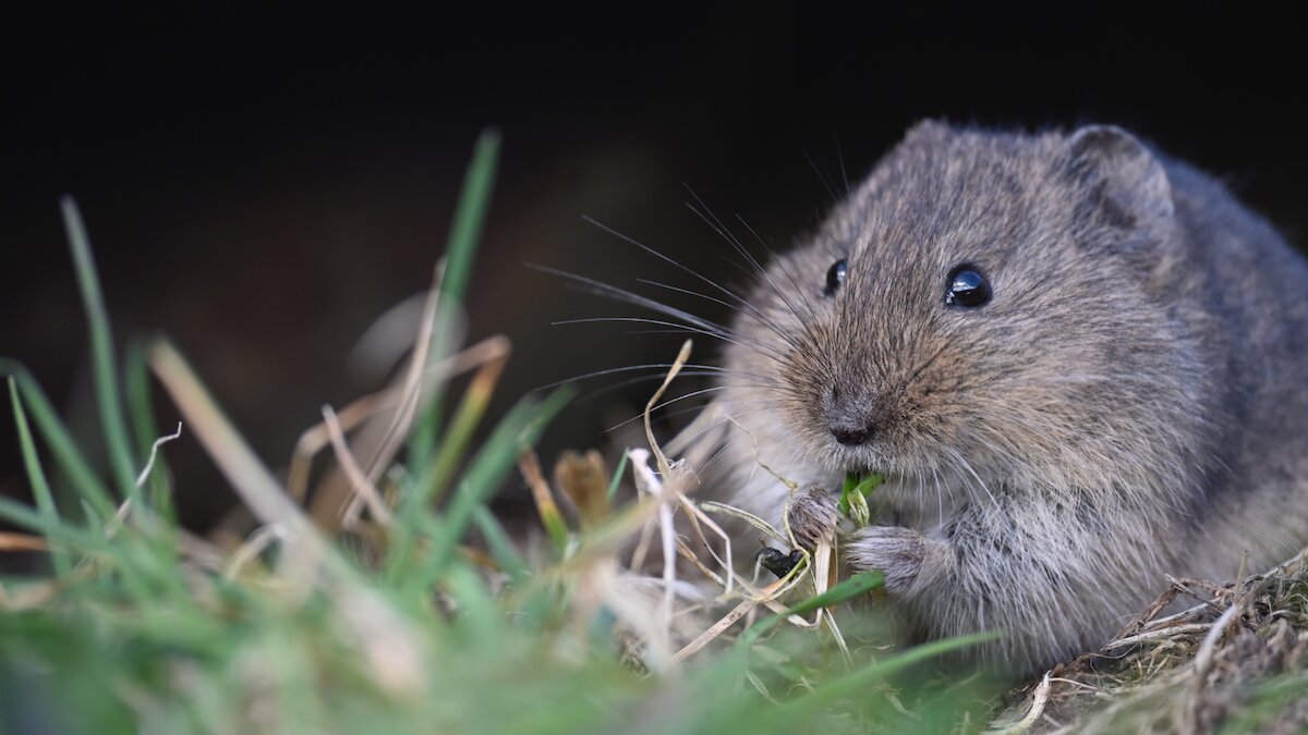Close up of Orkney Vole