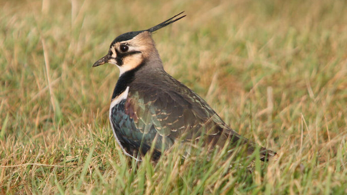 Close up lapwing in grassy field at sunset