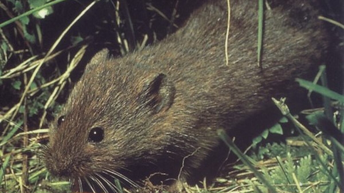 Close up of an Orkney vole