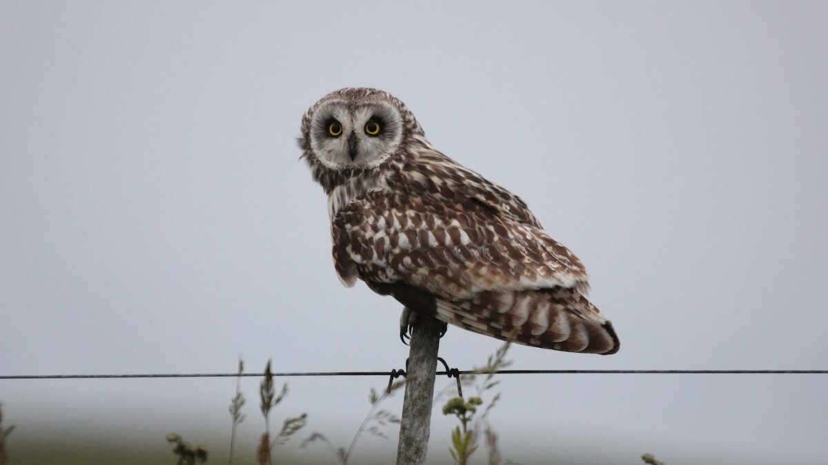 Short-eared owl sat on a fence post