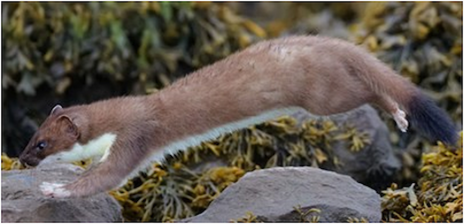 Stoat on rocks with seaweed