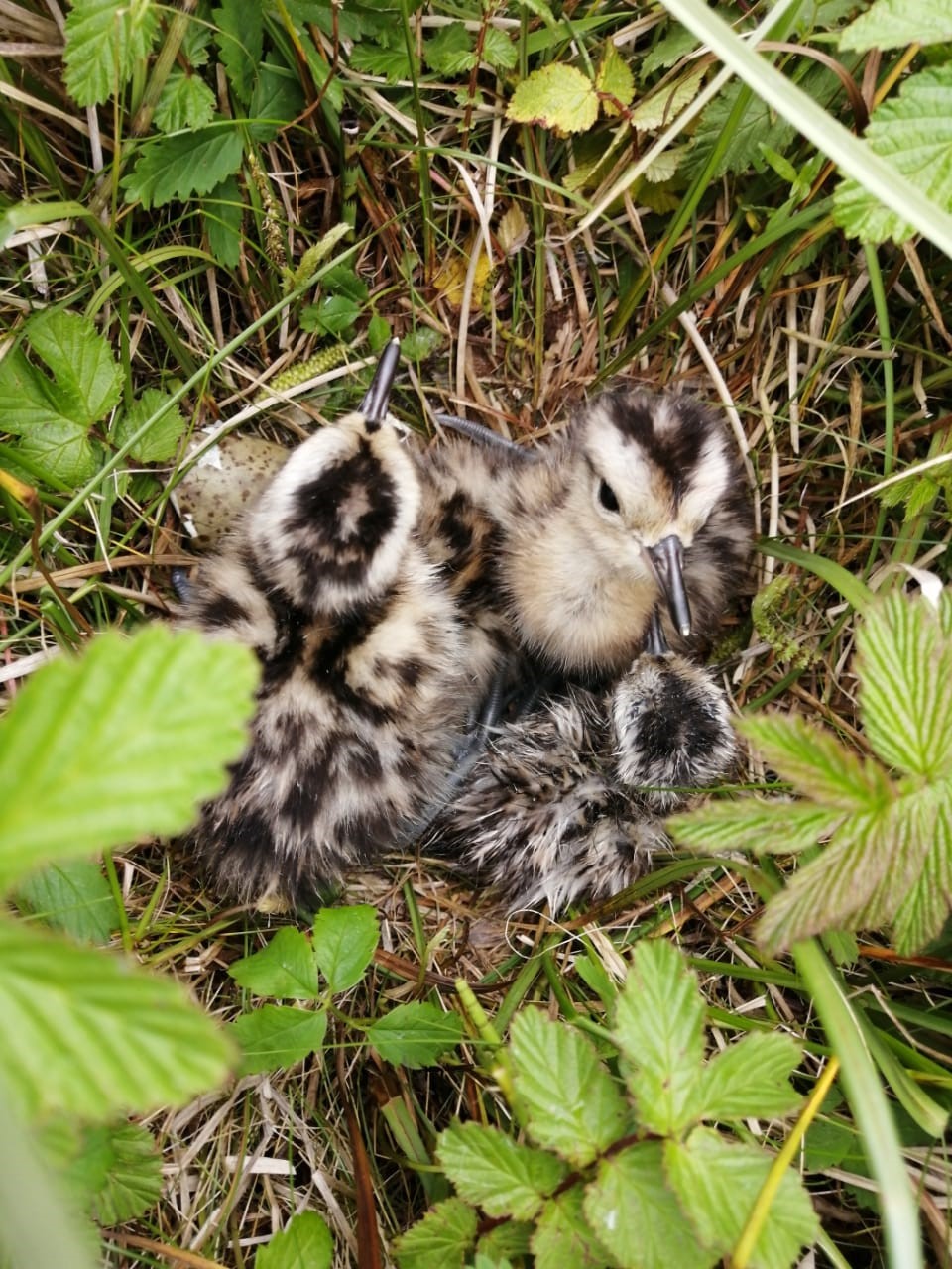 Curlew chicks hatching
