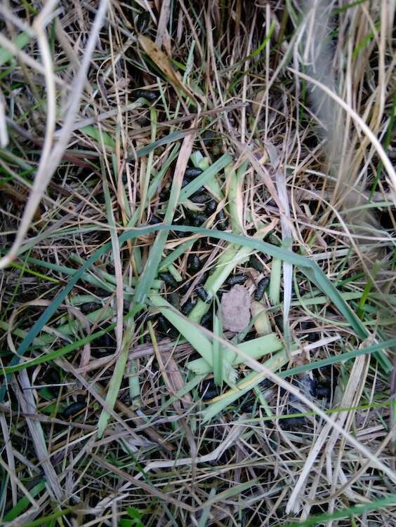 Orkney vole po and some nibblings