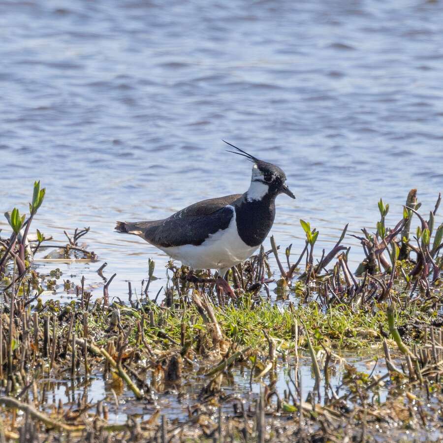 Lapwing walking through vegetation at the edge of a pool