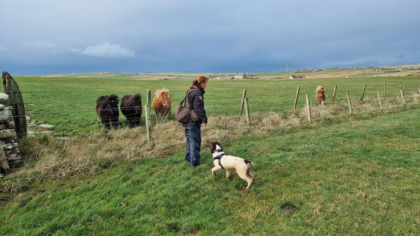 Lindsey and Riggs (a mostly white spaniel) working in a field while the neighbouring Shetland ponies watch on looking bored.