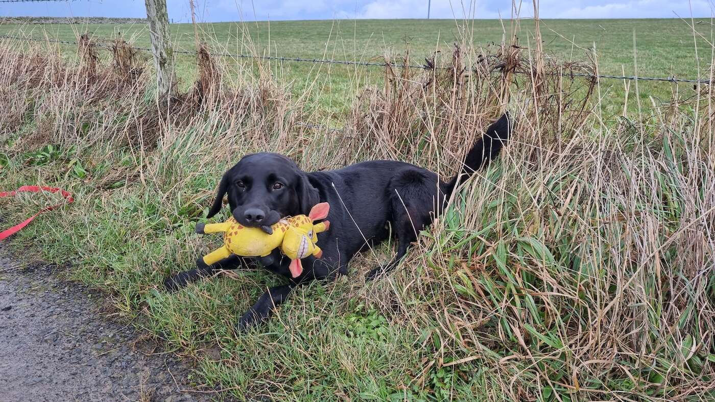 Spud (a black Labrador) lies in a grassy verge with a cuddly yellow giraffe in his mouth