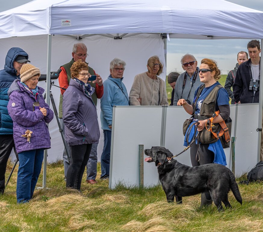 In the centre a project dog handler stands along with one of the project's conservation detection dogs (spud a black Labrador). There is a small white marquee in the background where ten visitors watch and listen.