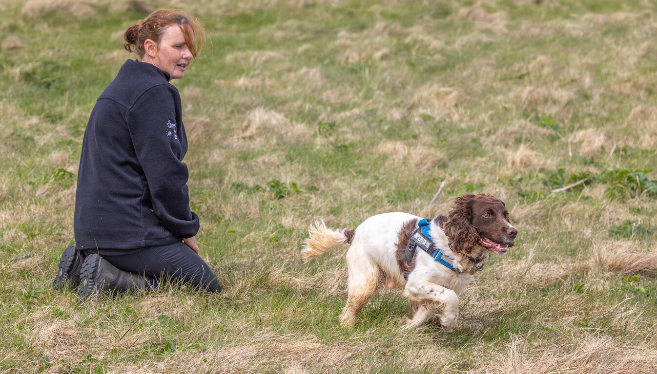 A project staff member kneels on the ground in the left of the photo while one of the project's dogs (a white and brown spaniel) moves away from her.